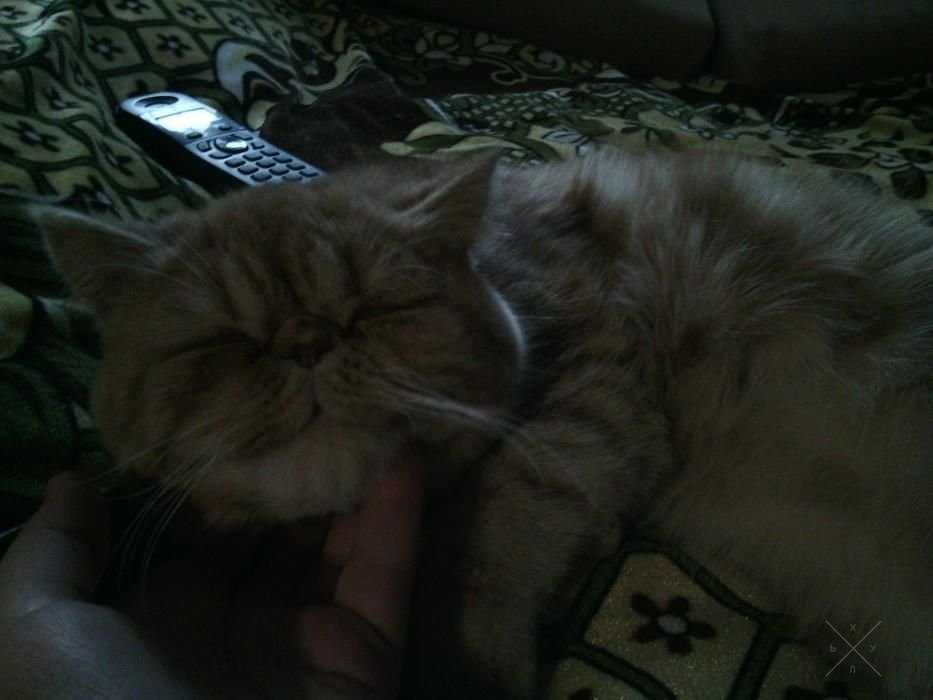 Кот экзот