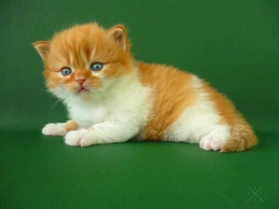 Рыжий котик Балдесаринни из питомника