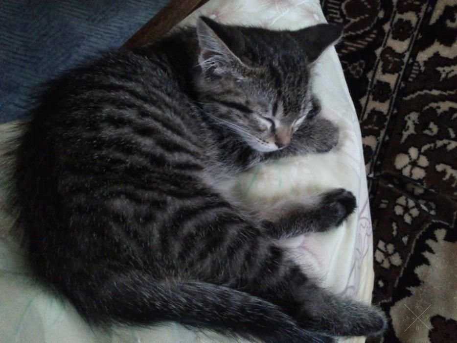 Котенок
