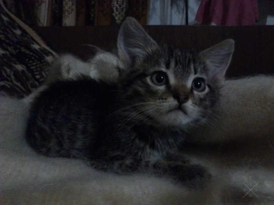 Котенок