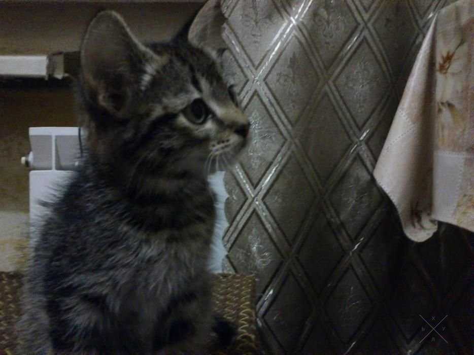 Котенок