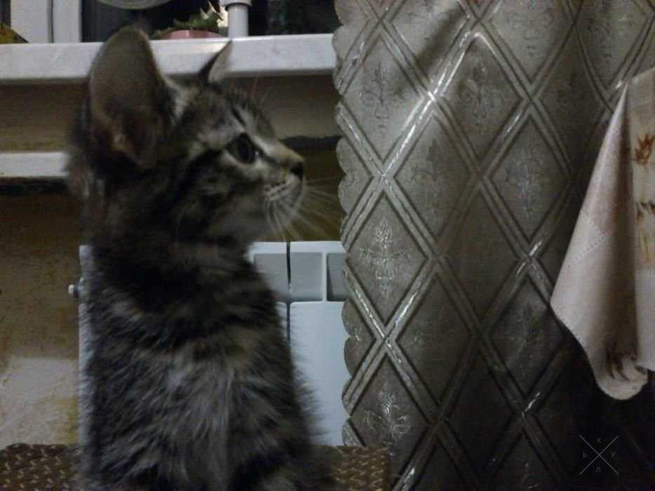 Котенок