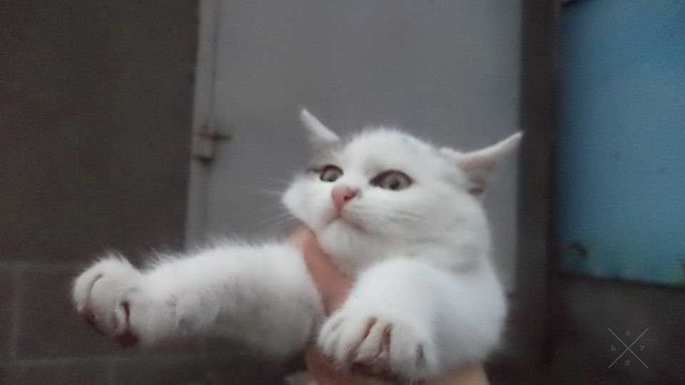 Беленькая кошка, немного пушистая