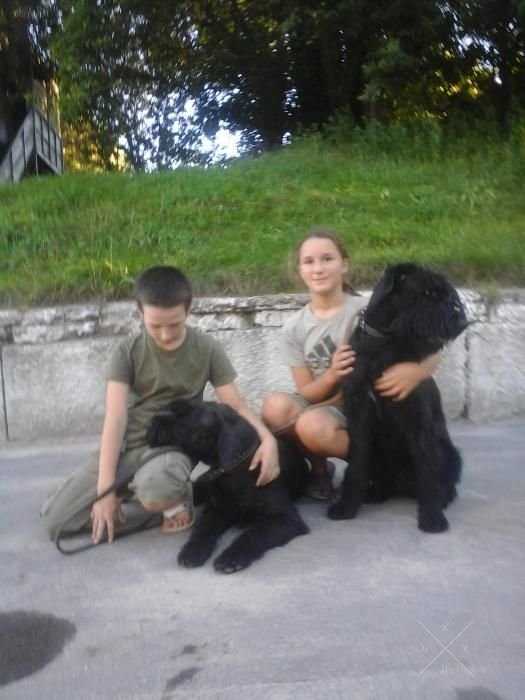 Рабочие ризеншнауцеры собаки универсалы плем.пит 'YAROSVET'