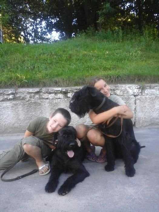 Рабочие ризеншнауцеры собаки универсалы плем.пит 'YAROSVET'