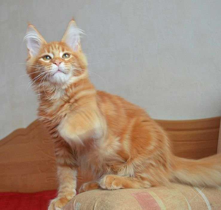 Девочки Мейн кун отличного качества!!!