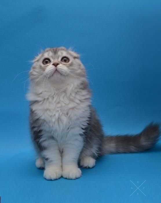 Срочно. Котята хайленд-фолд в хорошие руки.