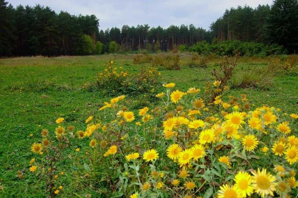 Продам дачу в Черкасской области, рядом река и лес