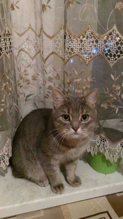 Отдам котика