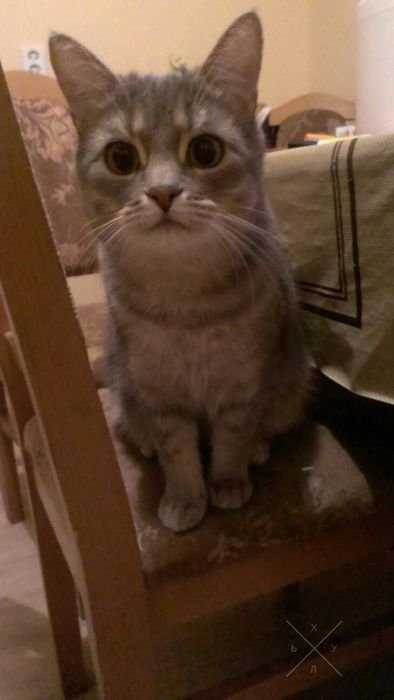 Отдам котика