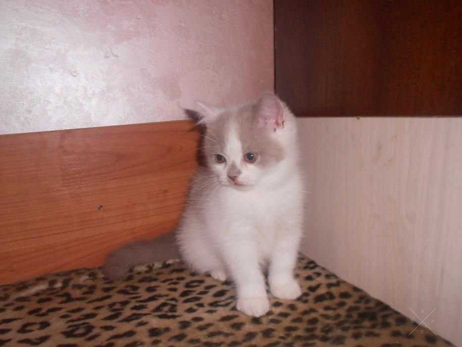 Сладкий шотландский Зефирчик