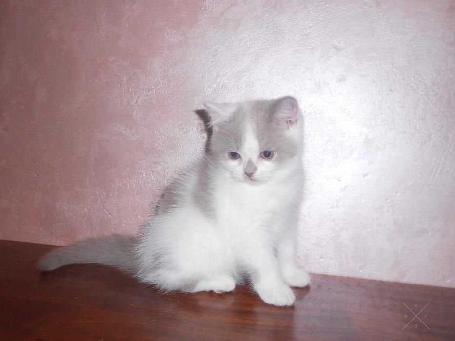 Сладкий шотландский Зефирчик