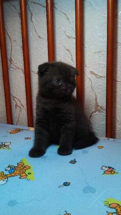 Шотландские вислоухие котята (Scottish Fold)
