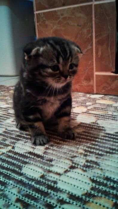 Шотландские вислоухие котята (Scottish Fold)