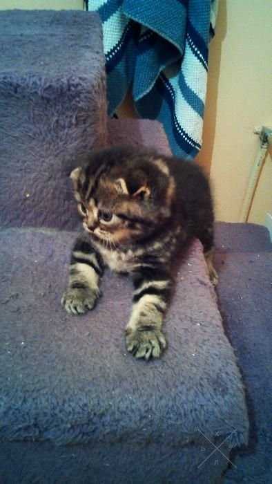 Шотландские вислоухие котята (Scottish Fold)