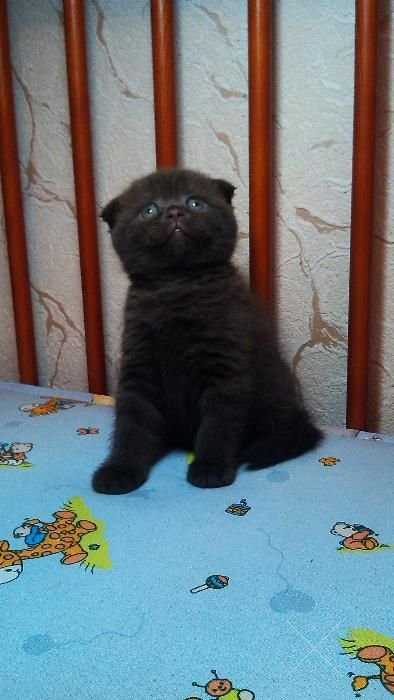 Шотландские вислоухие котята (Scottish Fold)