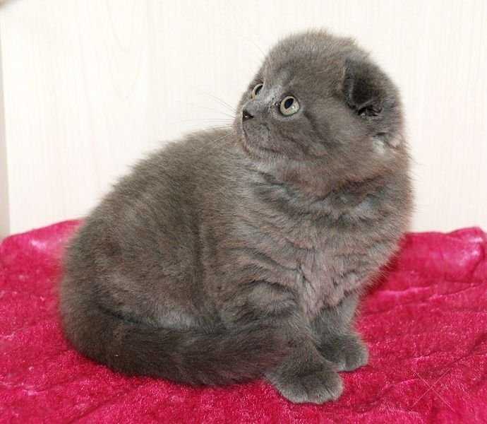 Голубой мальчик фолд