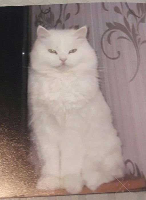 Кот в хорошие руки